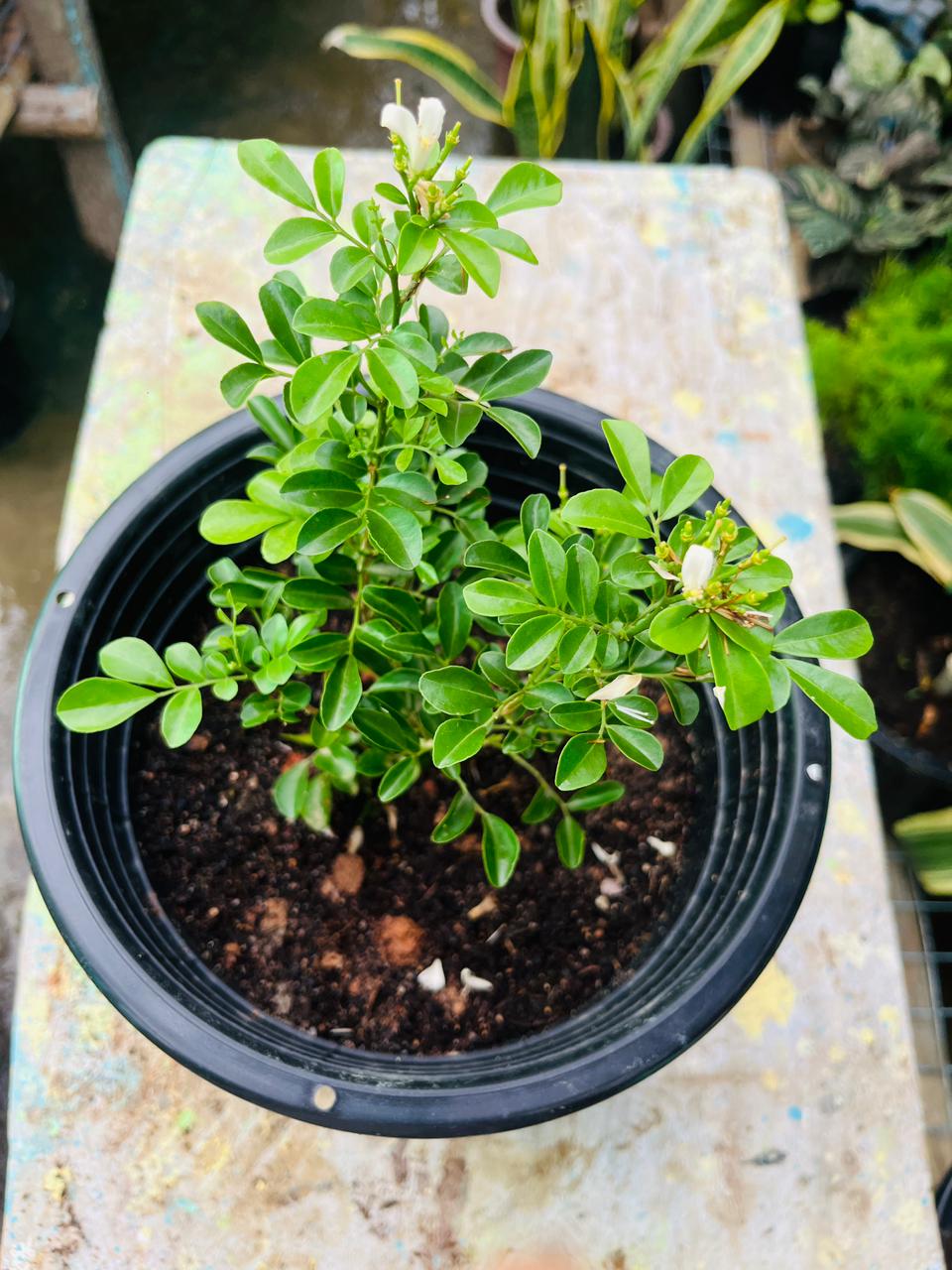 Madhu Kamini Flower Plant