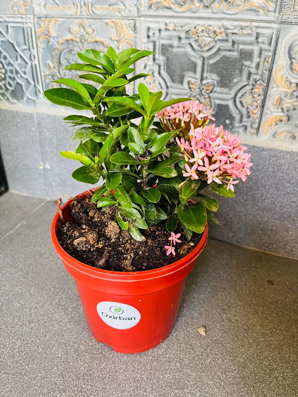 Chinese Ixora Pink Plant