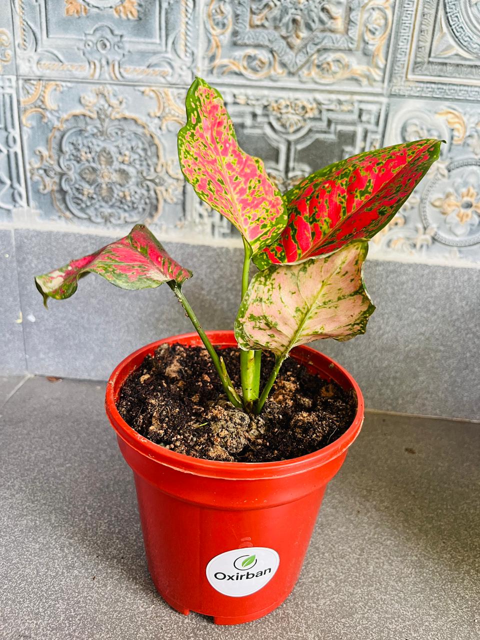 Red Valentine Aglonima Plant