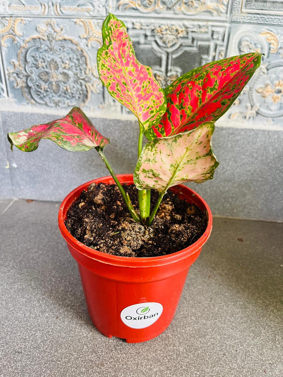 Red Valentine Aglonima Plant