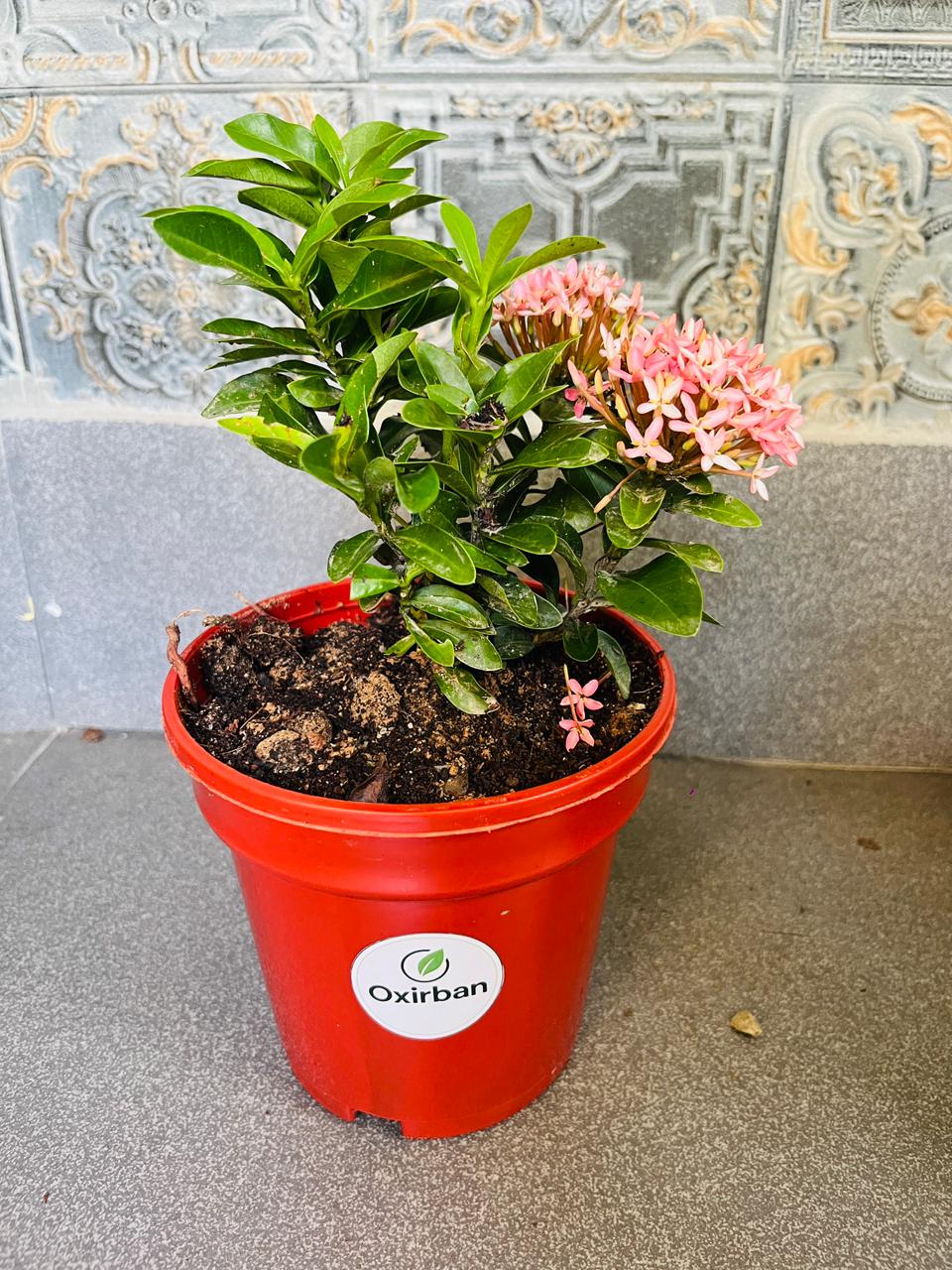 Chinese Ixora Pink Plant