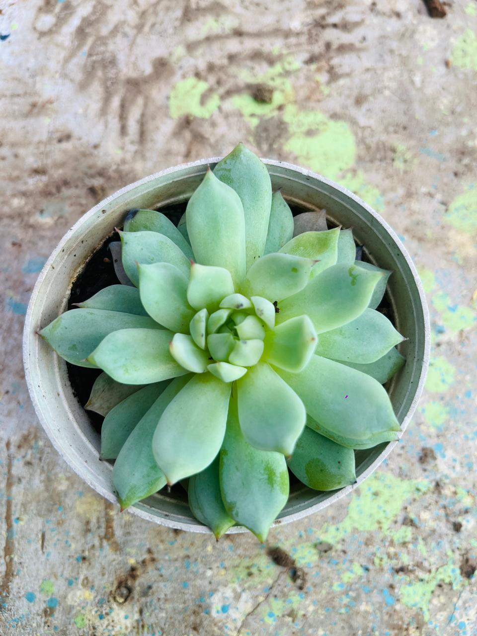 Echeveria Elegans Succulent Plant (Mexican Snowball/Mexican Ghost Plant)