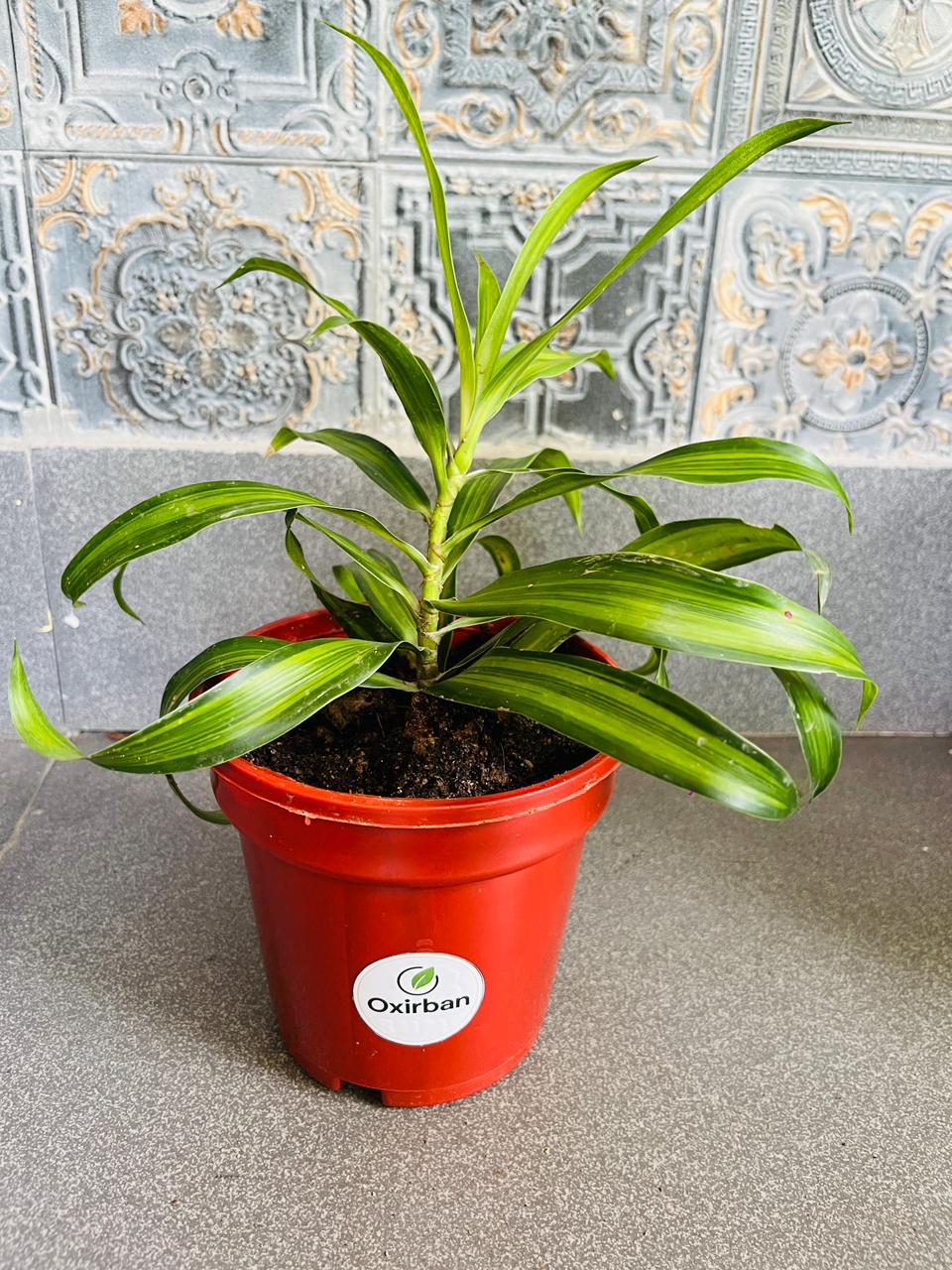 Messengers Plant