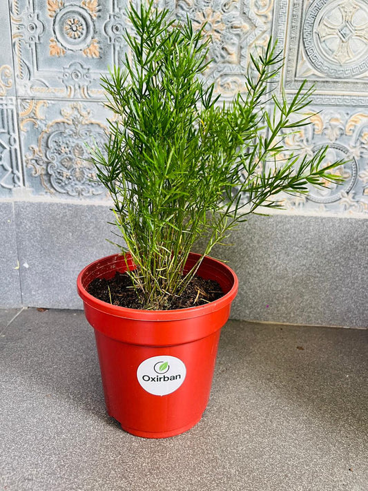 Aspara Pinjory Plant
