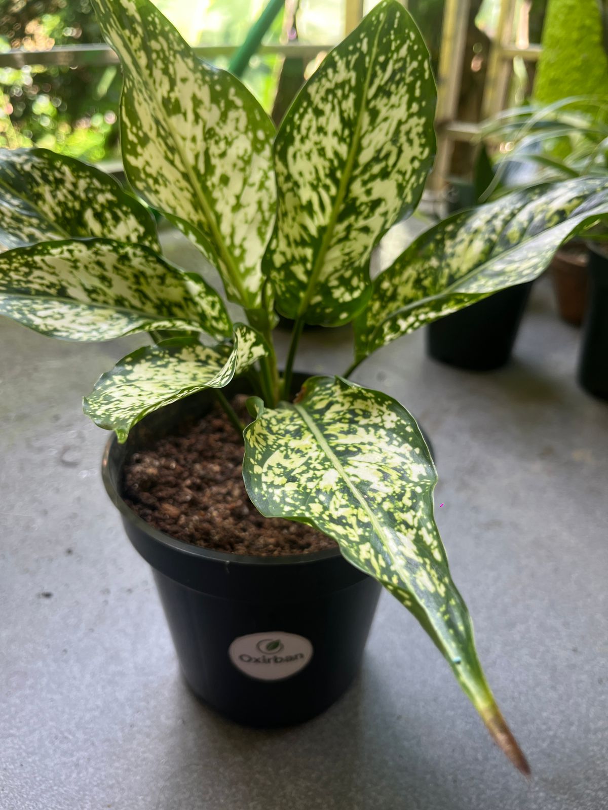 Anjuman White Agloanema Plant