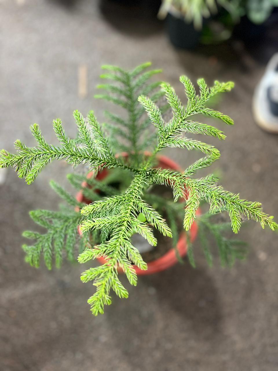 Christmas Tree Plant