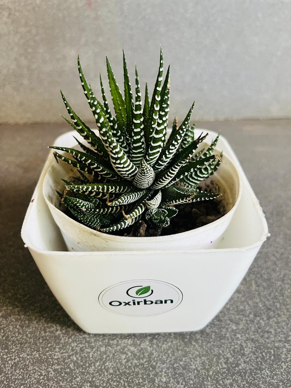 Haworthia Succulent Plant (Zebra Plant/Zebra Cactus)