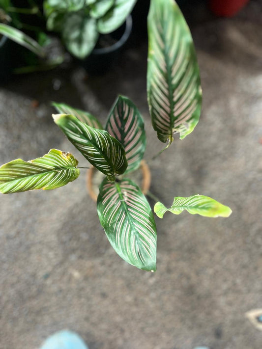 Calathia Merenda Plant