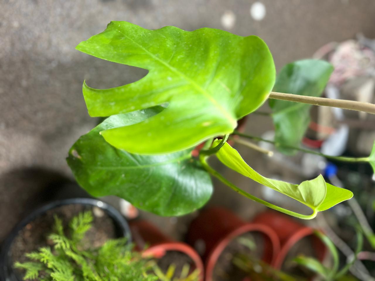 Mini Monstera/Monstera Minima Plant (Rhaphidophora Tetrasperma)