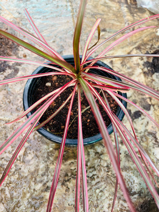 Coloroma Plant