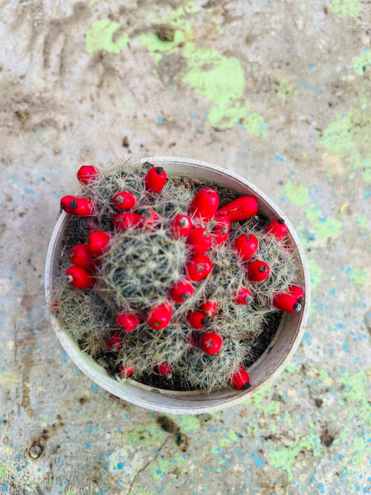 Texas Nipple Cactus Succulent Plant (Mammillaria prolifera)