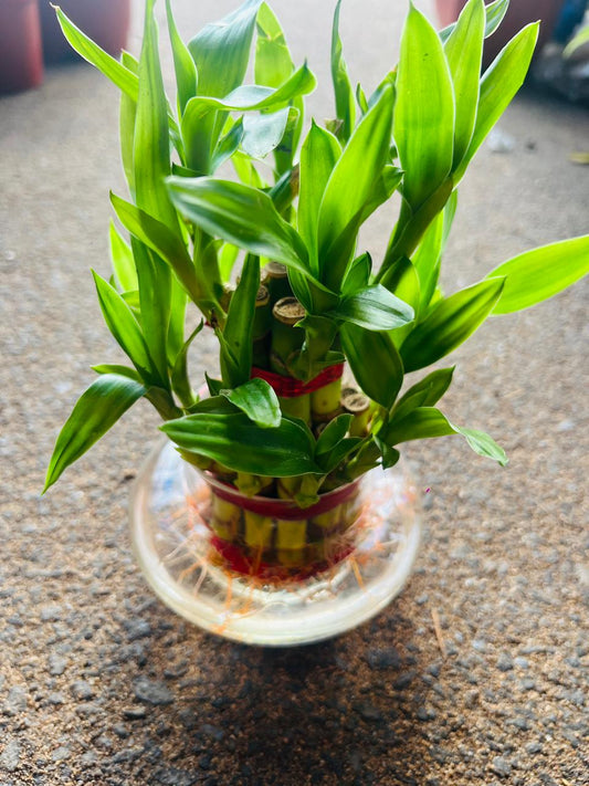 Lucky Bamboo Plant - 2 Layer (Dracaena Sanderiana)