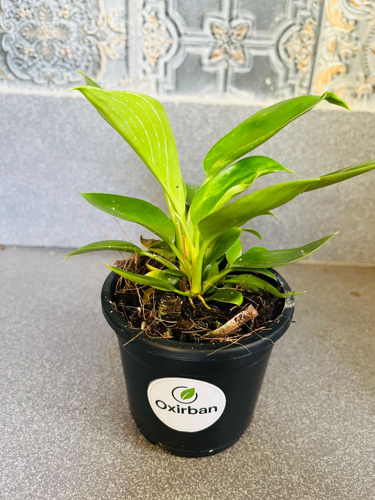 Philodendron Birkin Plant