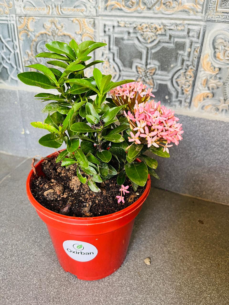 Chinese Ixora Pink Plant