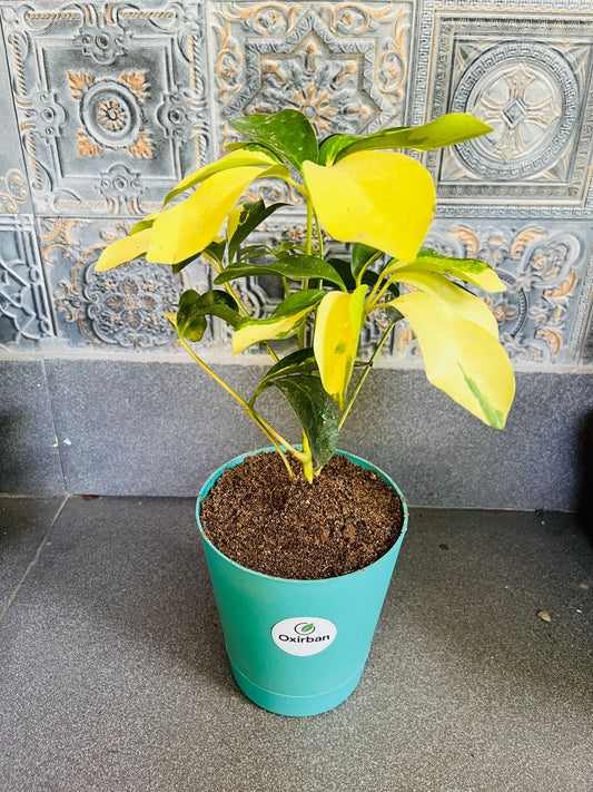 Schffelera plant