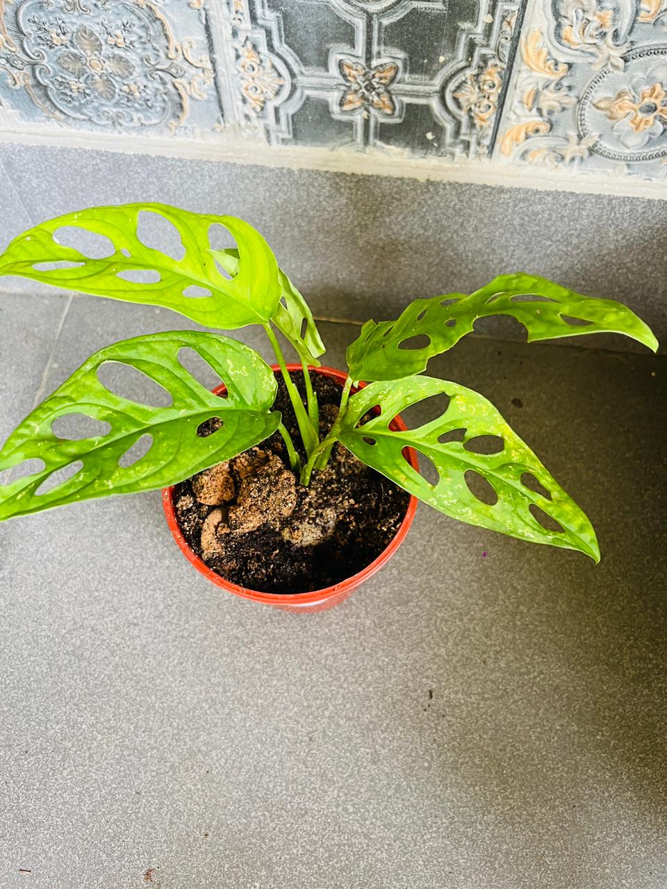 Broken Heart Plant (Monstera Adansonii/Swiss Cheese Plant)