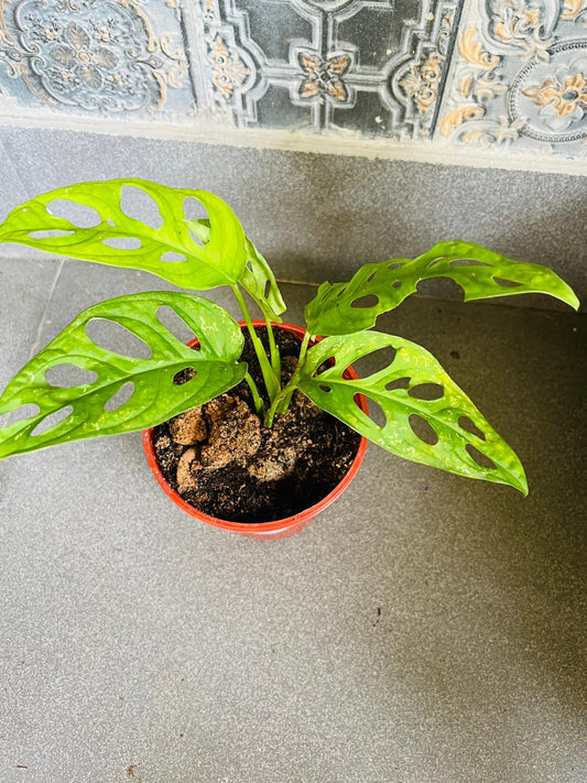 Broken Heart Plant (Monstera Adansonii/Swiss Cheese Plant)