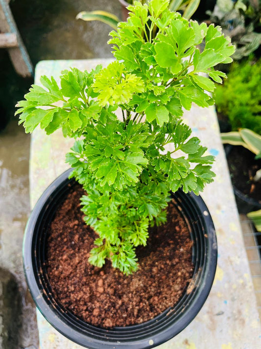 Green Aralia Plant