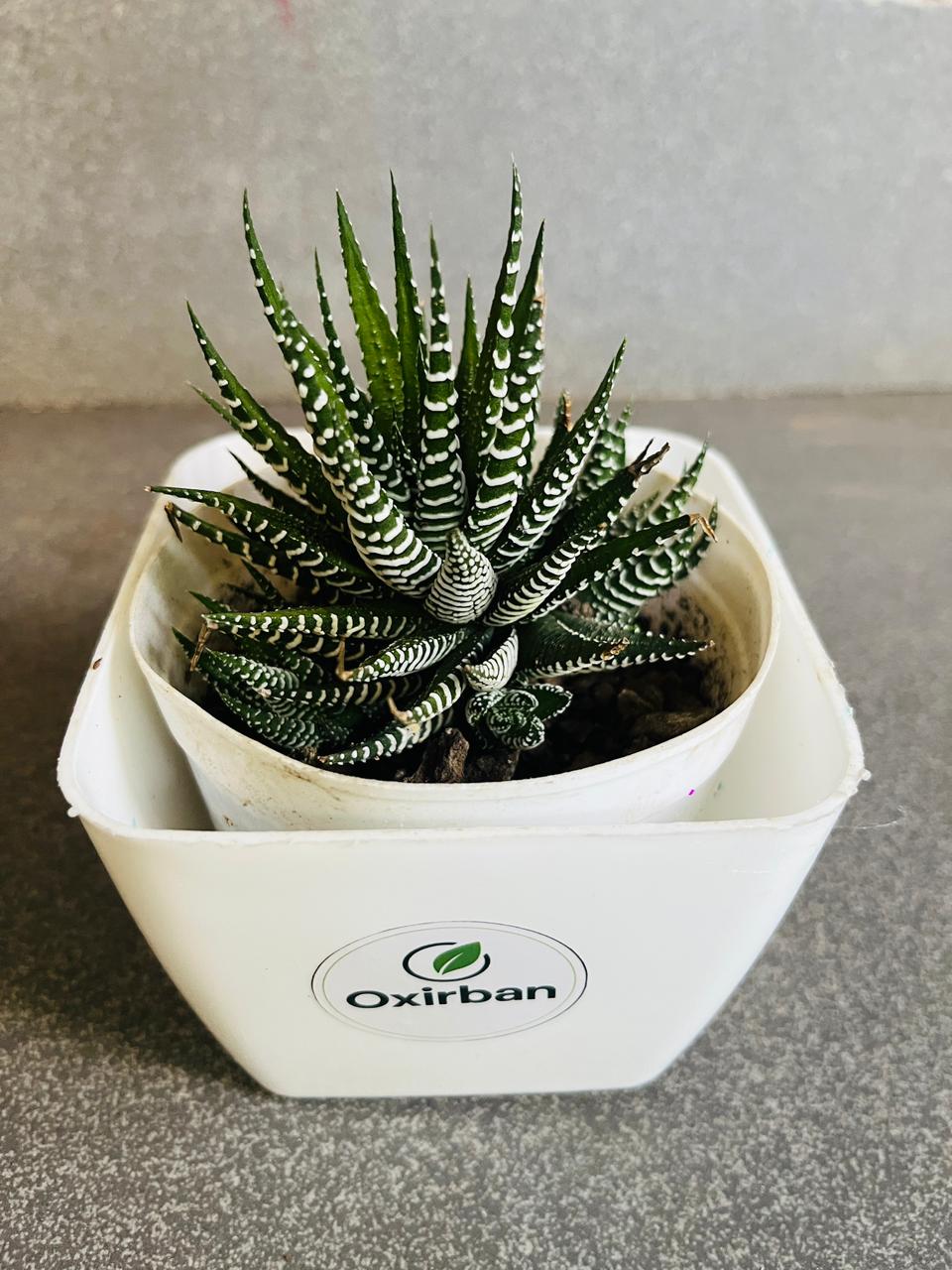 Haworthia Succulent Plant (Zebra Plant/Zebra Cactus)