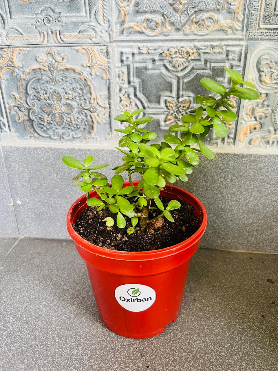 Jade Plant (Crasula)