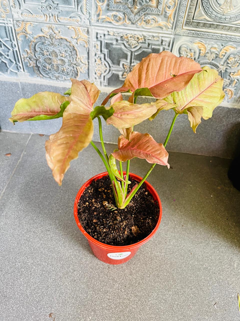 Pink Syngonium Plant