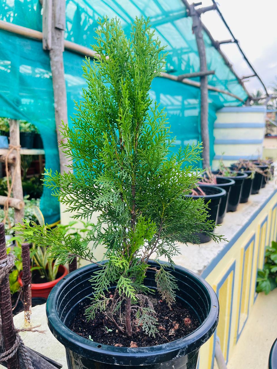 Jhou Plant