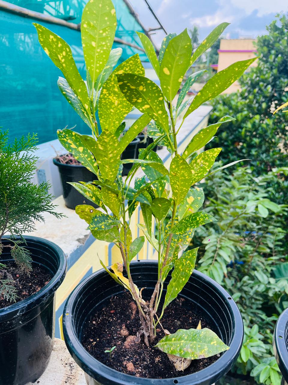Gold Dust Croton Plant (Codiaeum Variegatum)