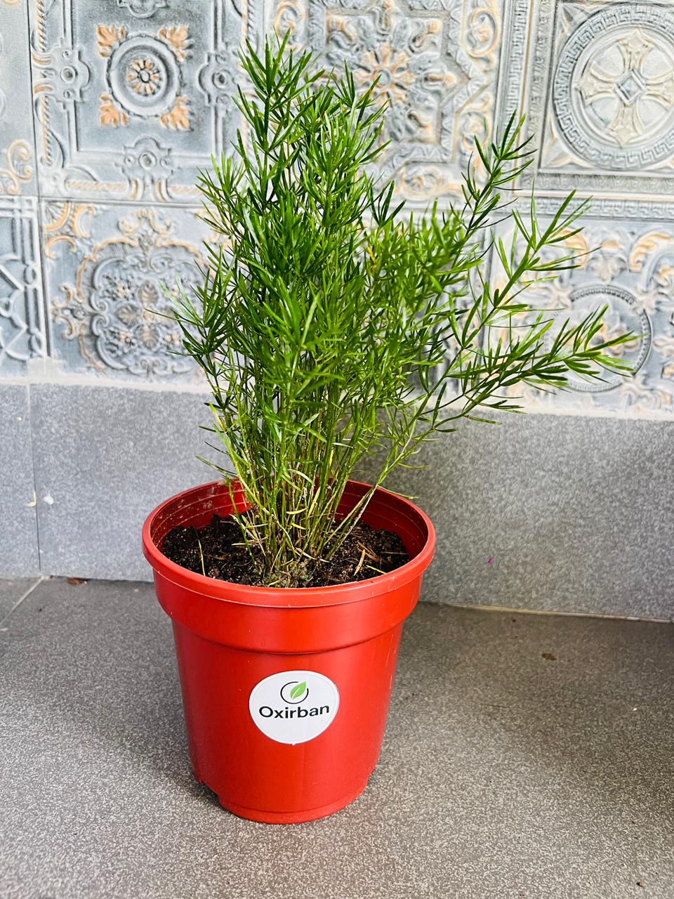 Aspara Pinjory Plant