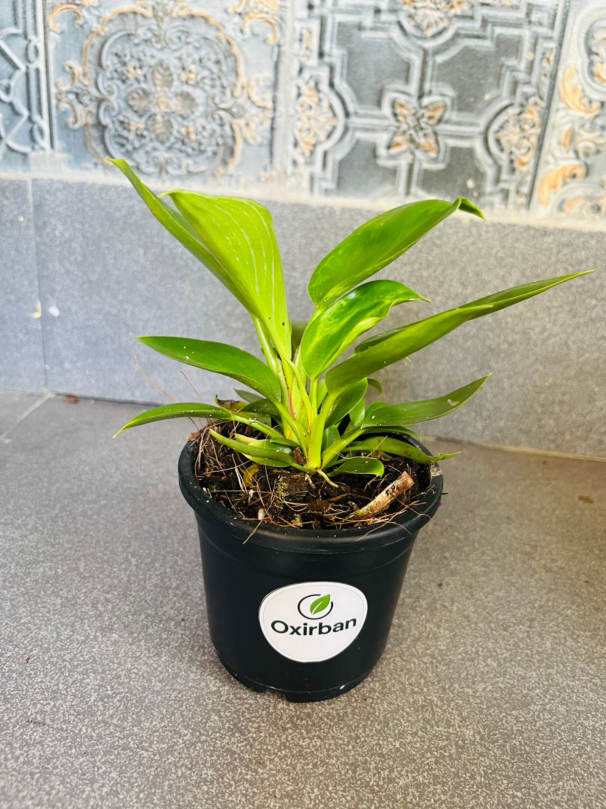 Philodendron Birkin Plant