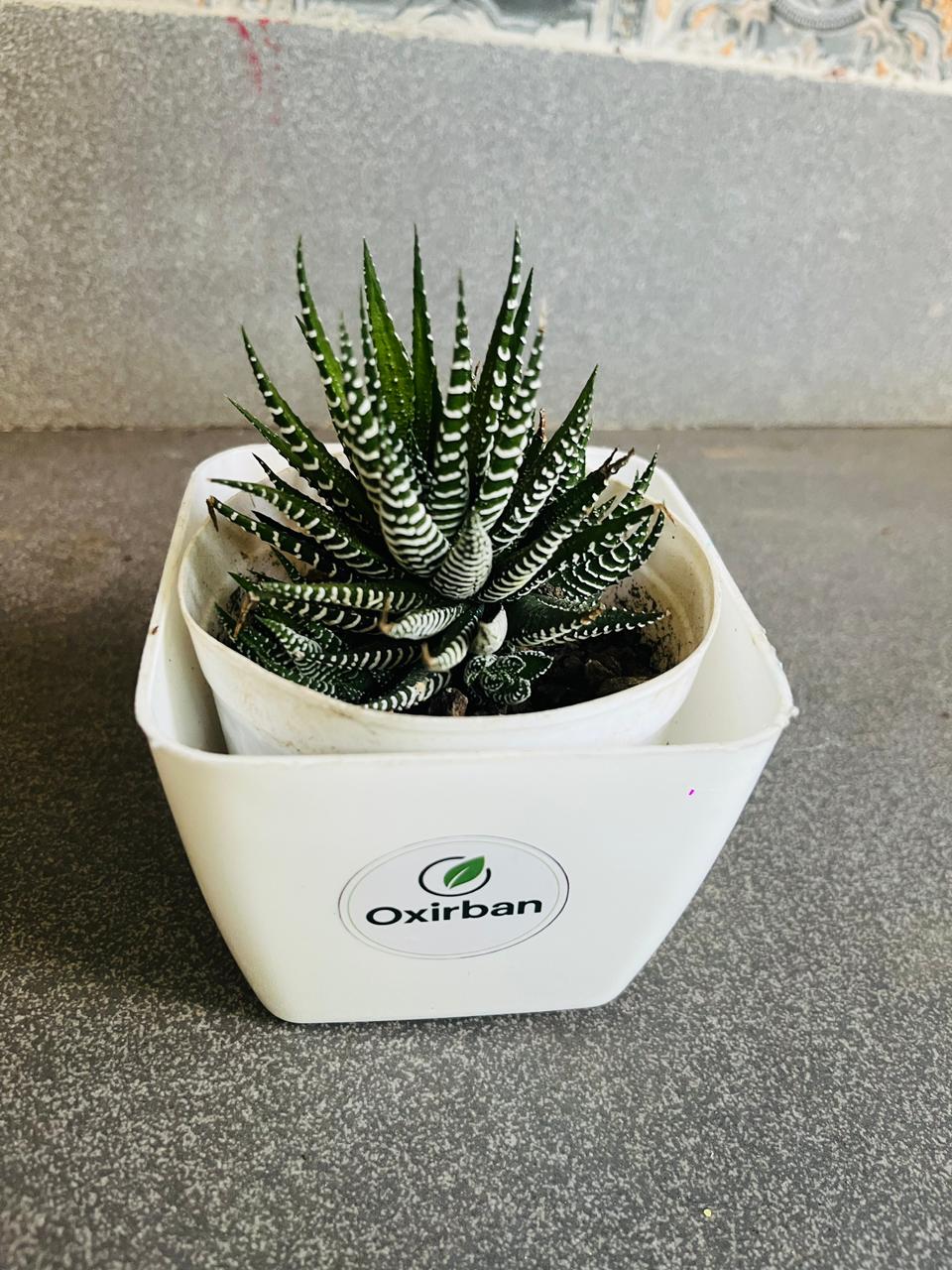 Haworthia Succulent Plant (Zebra Plant/Zebra Cactus)