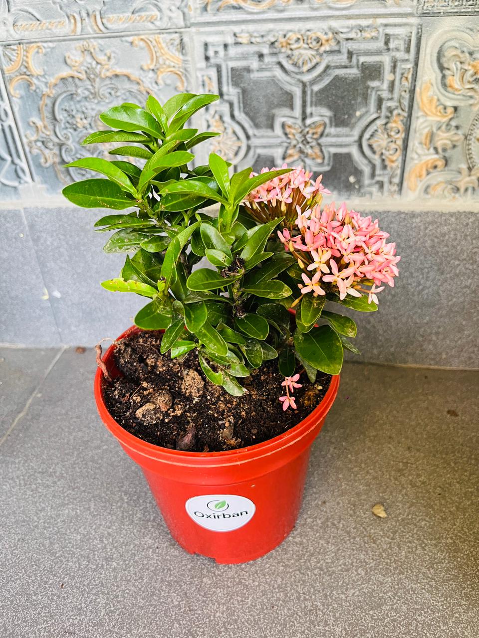 Chinese Ixora Pink Plant