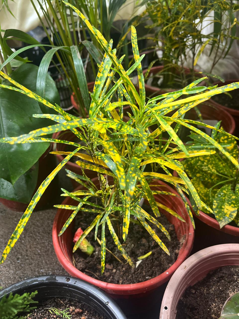 Thin Leaves Croton Plant