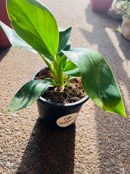 Philodendron Birkin Plant