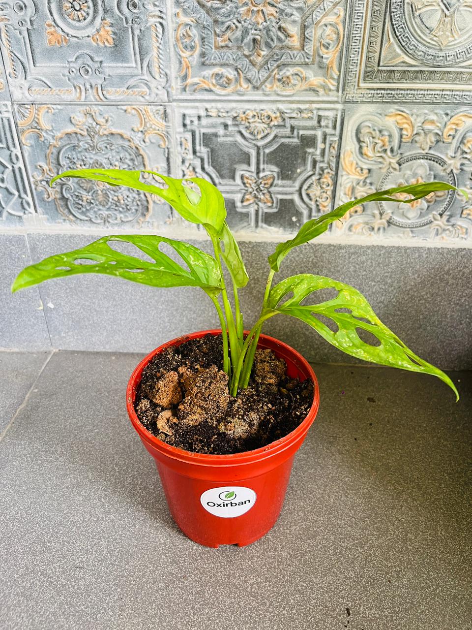 Broken Heart Plant (Monstera Adansonii/Swiss Cheese Plant)