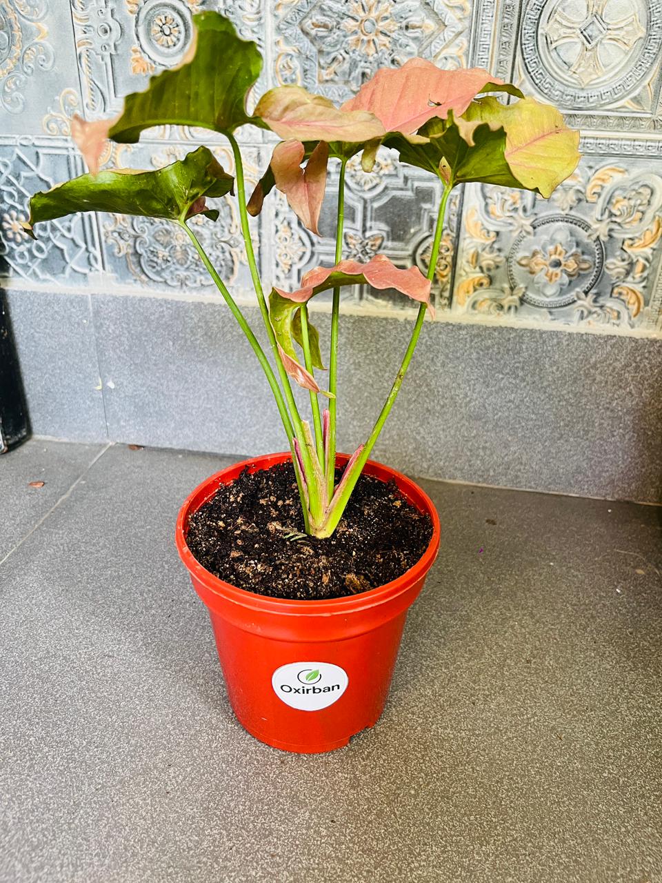 Pink Syngonium Plant