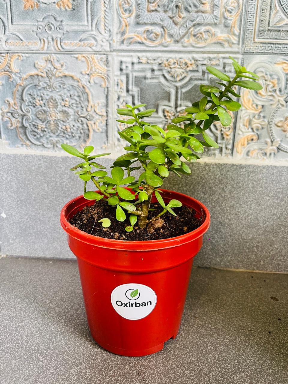 Jade Plant (Crasula)