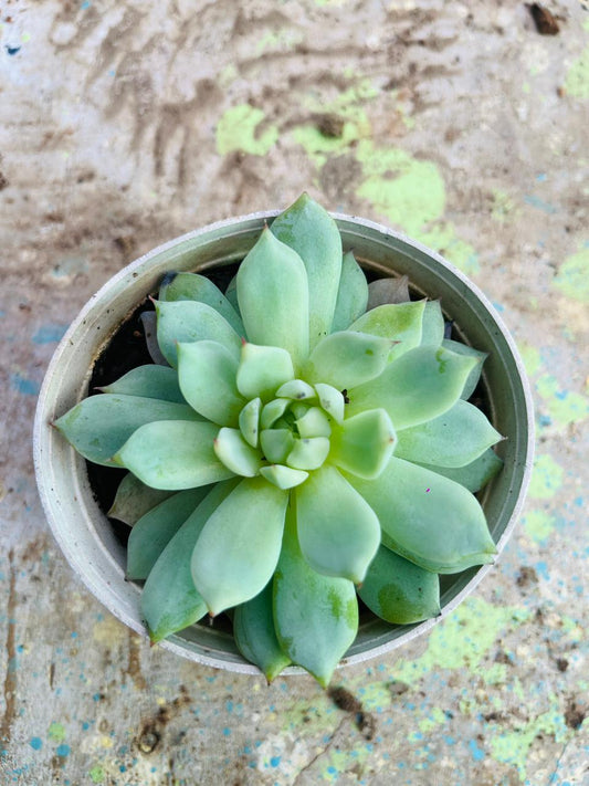 Echeveria Elegans Succulent Plant (Mexican Snowball/Mexican Ghost Plant)