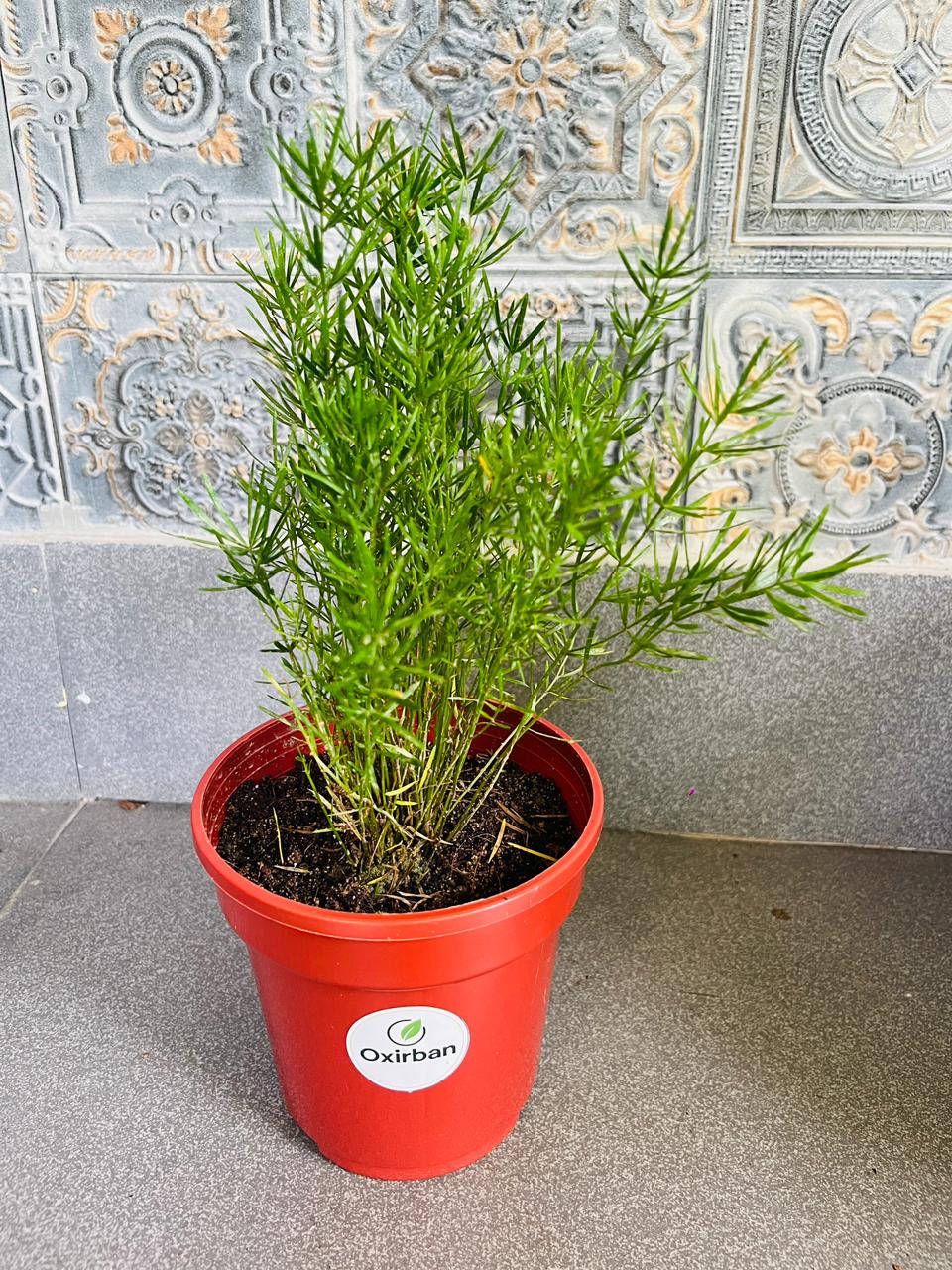 Aspara Pinjory Plant