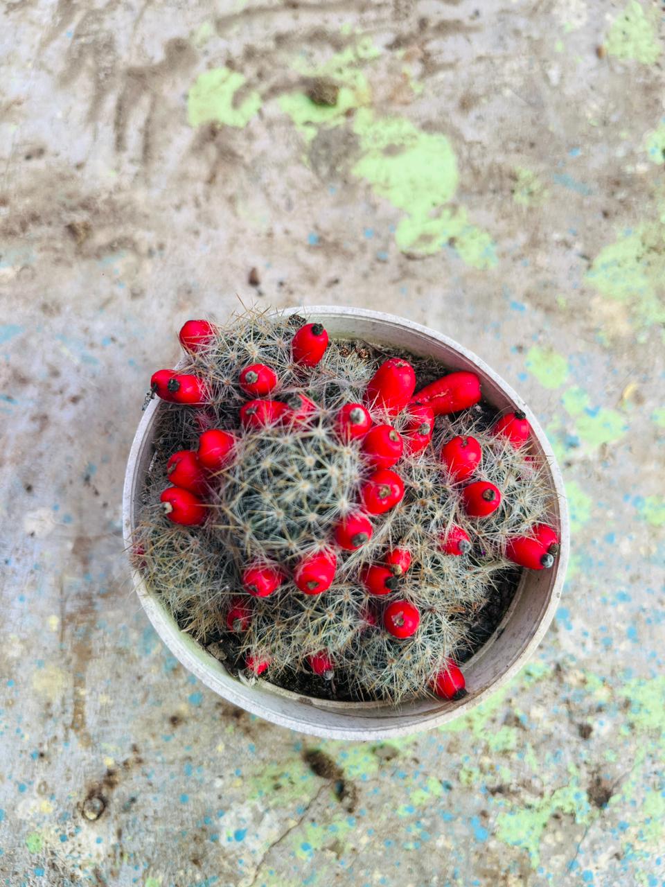 Texas Nipple Cactus Succulent Plant (Mammillaria prolifera)