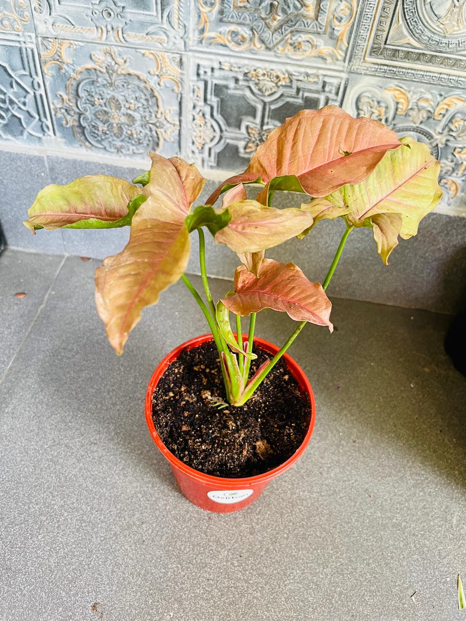 Pink Syngonium Plant