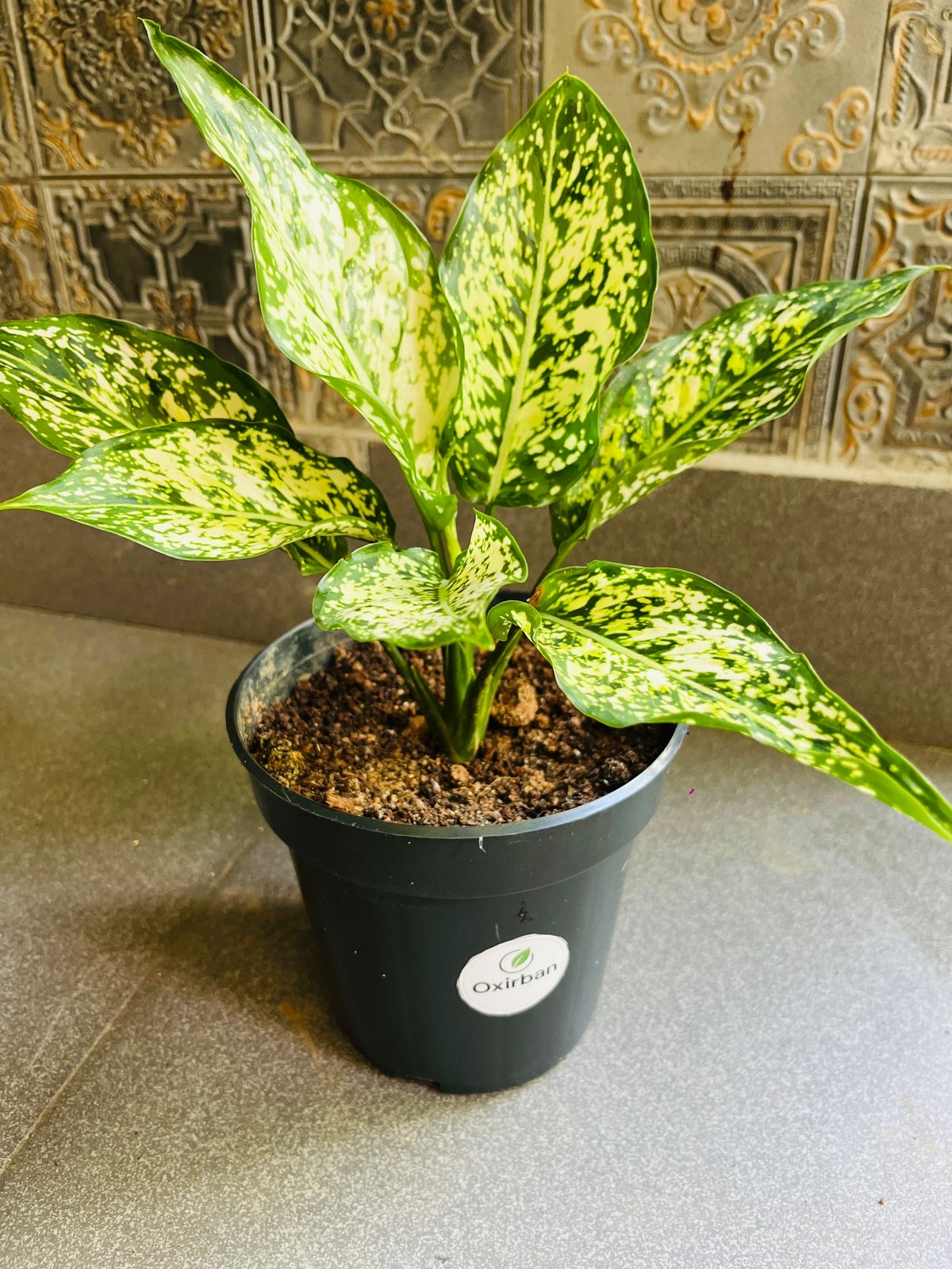 Anjuman White Agloanema Plant