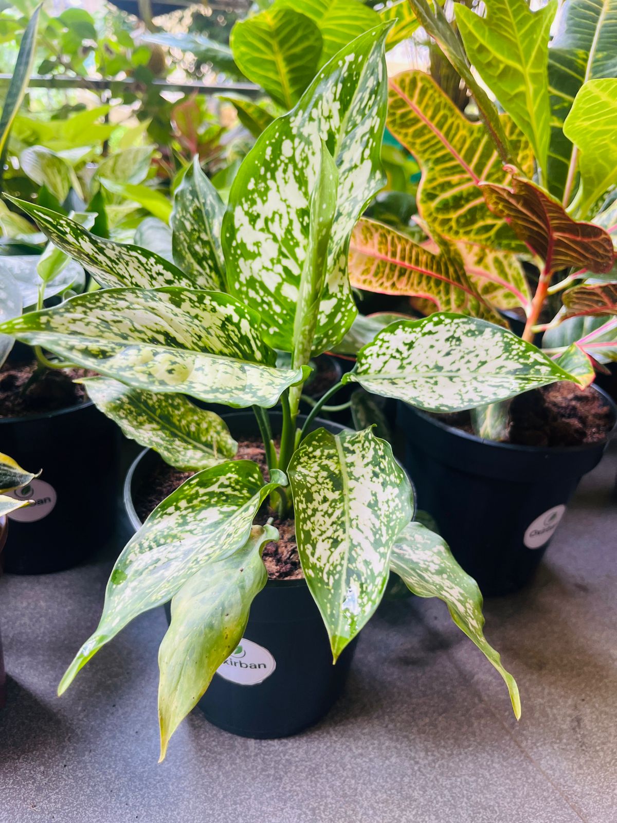 Anjuman White Agloanema Plant