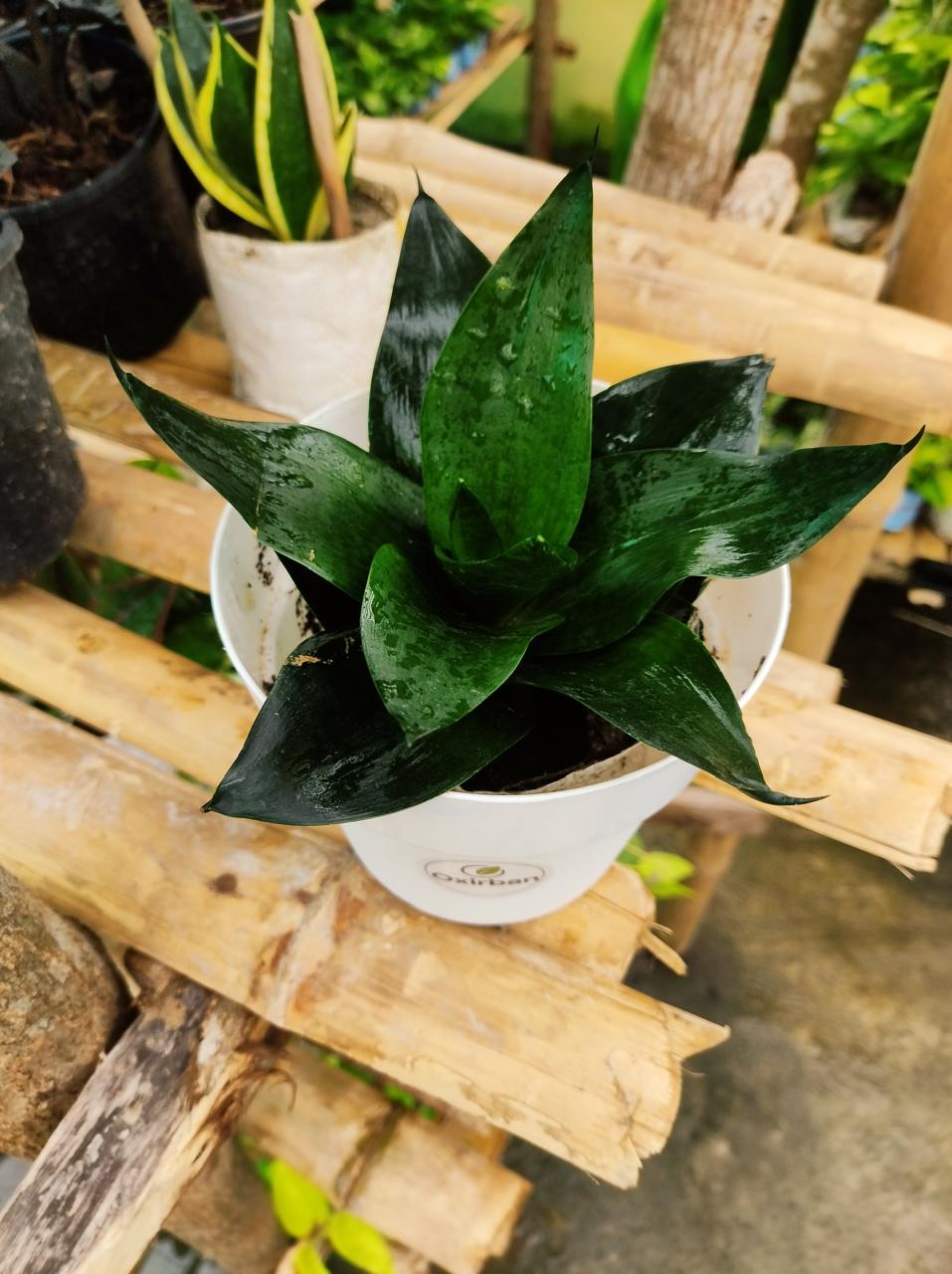 dark snake plant Black Snake Plant – Oxirban