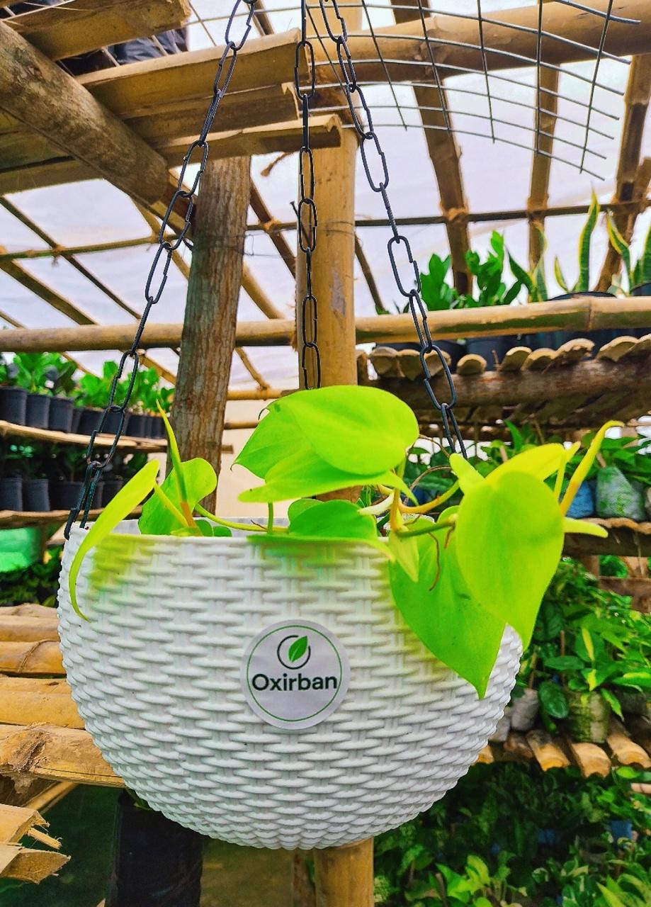 Green Money Plant