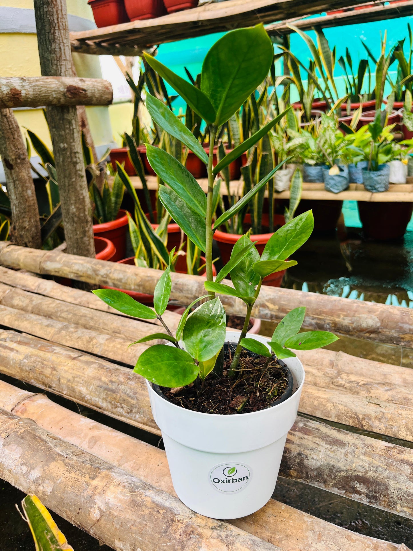 Green ZZ Plant