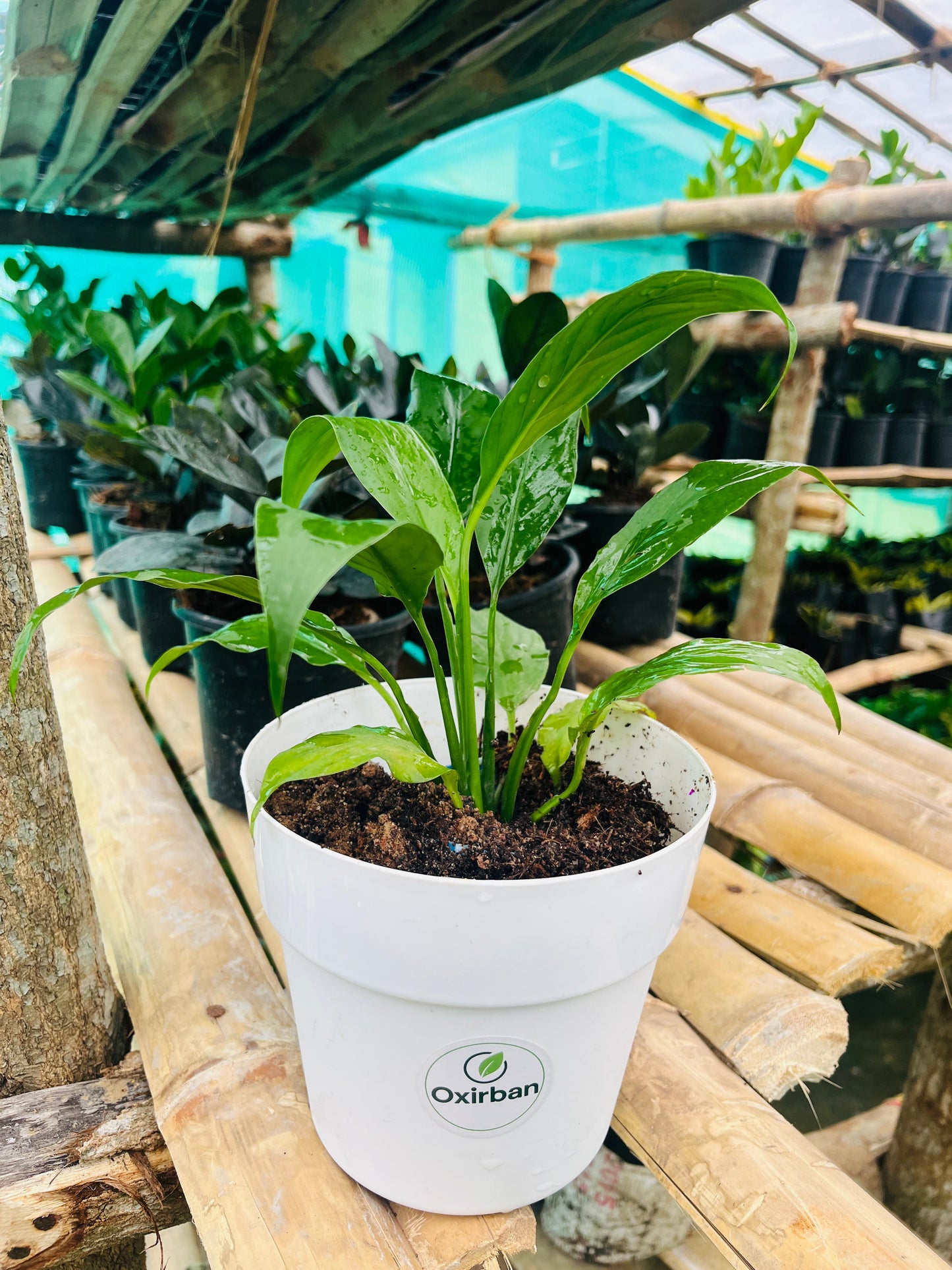 Peace Lily Plant