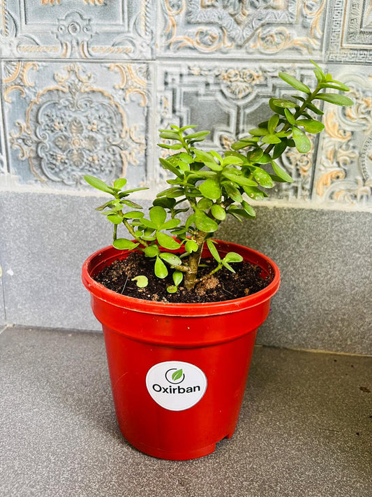 Jade Plant (Crasula)