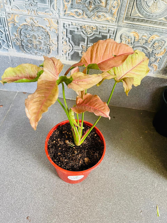 Pink Syngonium Plant