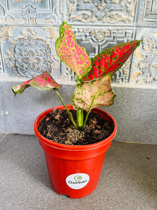 Red Valentine Aglonima Plant