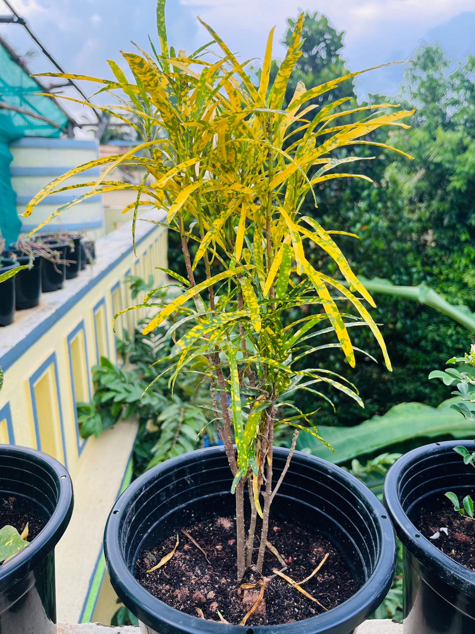 Thin Leaves Croton Plant